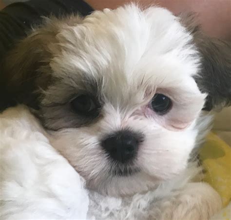 maltese shih tzu sale|maltese shih tzu for sale near me.